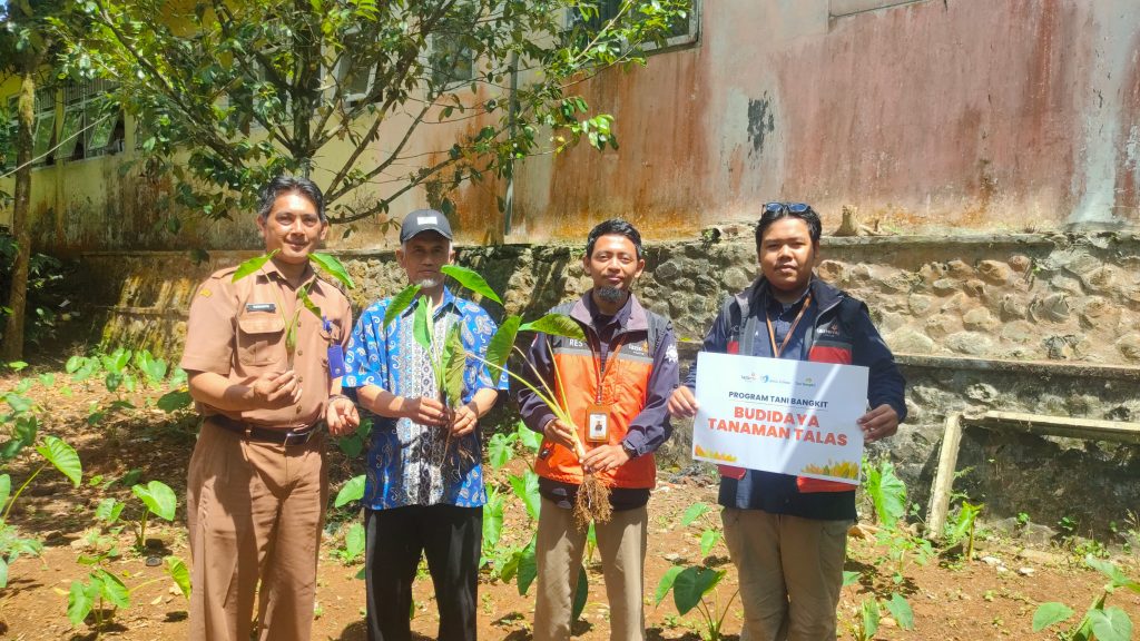 lazismu cilacap salurkan 3000 bibit talas